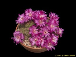 Sulcorebutia canigueralii WK217a 2140